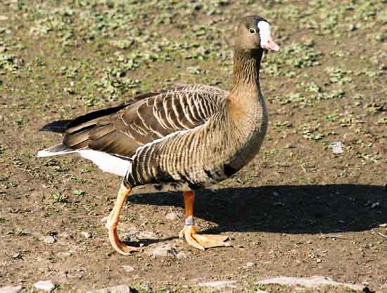 Lesser White Fronted Goose
