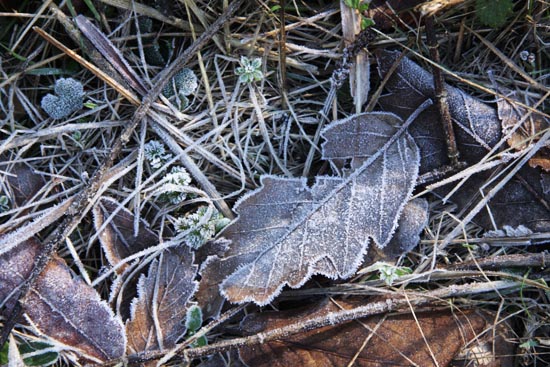 Frosted Leaves 2