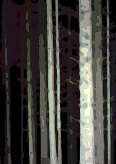 Abstract Pines in Kielder Forest