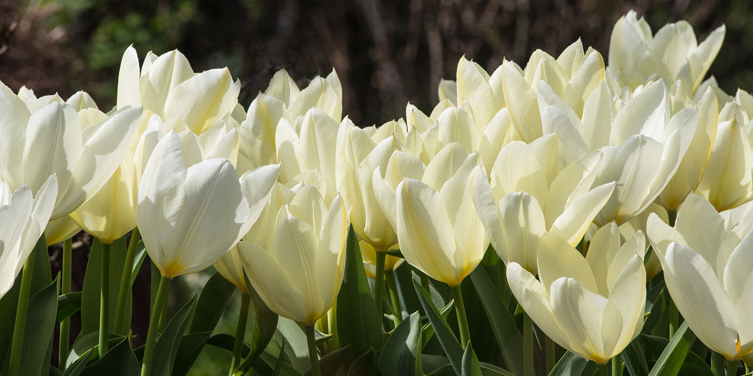 White Tulips, Rosemoor