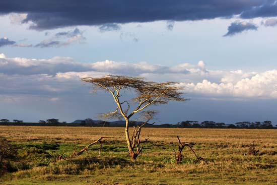 Rain Coming on the Serengeti