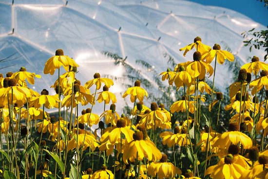 Yellow Flowers and Domes